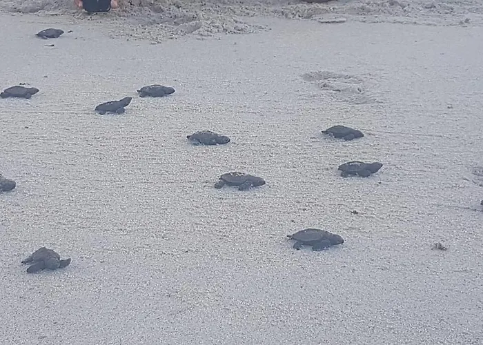 Apartamento Praia Dos Carneiros